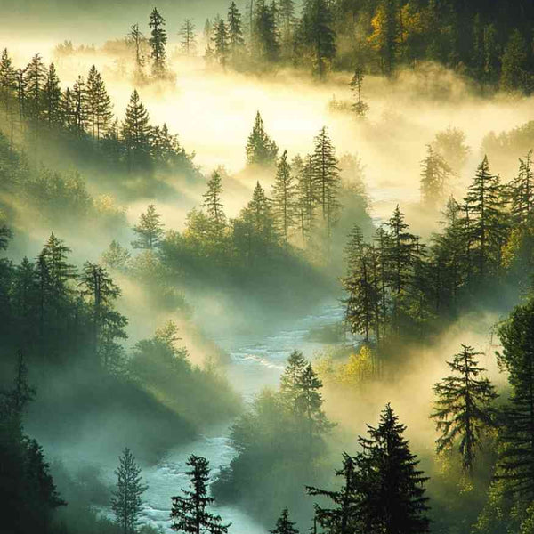 Affiche Montagne - La Forêt et la Brume