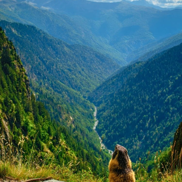 Affiche Montagne - Marmotte photogénique