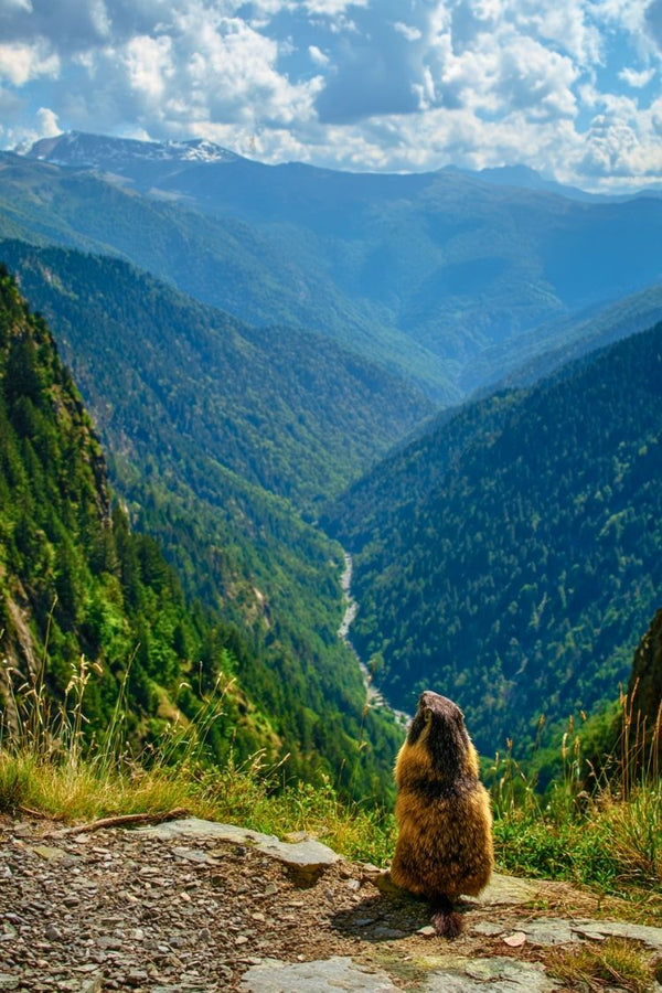 Affiche Montagne - Marmotte photogénique