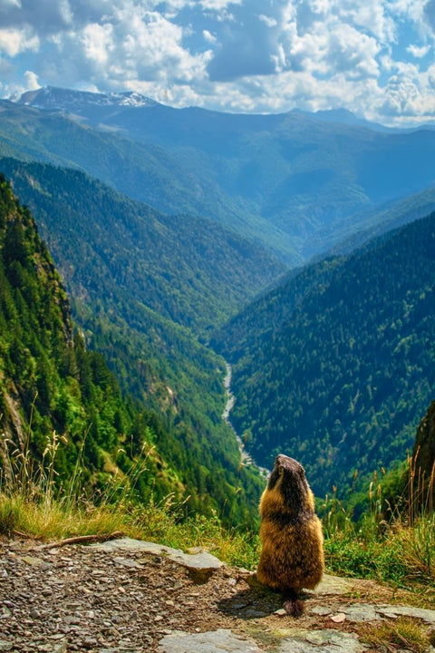 Affiche Montagne - Marmotte photogénique